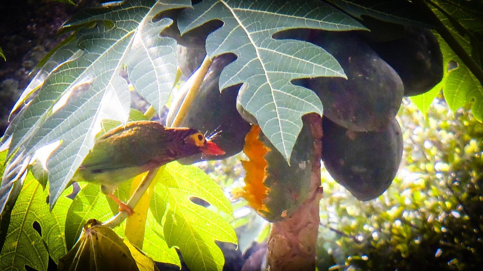 Singharaja Garden Agro Eco Lodge Pelawatta  Экстерьер фото